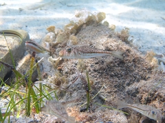 Torquigener flavimaculosus