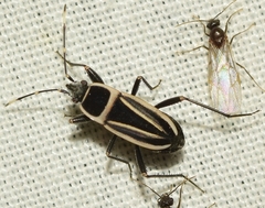Ragliodes delineatus