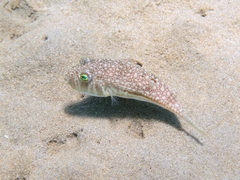 Torquigener flavimaculosus
