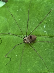 Leiobunum nigropalpi
