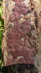 Hypoxylon fuscopurpureum
