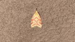 Hypercallia citrinalis