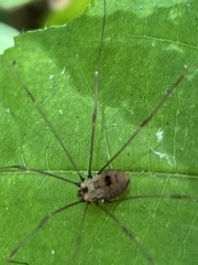 Leiobunum nigropalpi