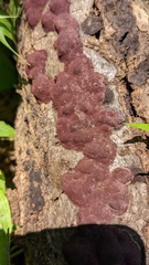 Hypoxylon fuscopurpureum