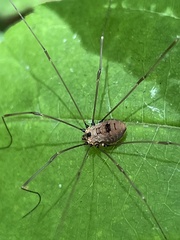 Leiobunum nigropalpi