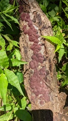 Hypoxylon fuscopurpureum