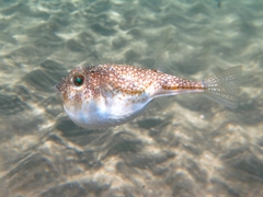 Torquigener flavimaculosus