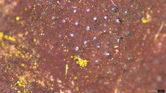 Hypoxylon fuscopurpureum