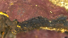 Hypoxylon fuscopurpureum