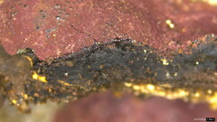 Hypoxylon fuscopurpureum