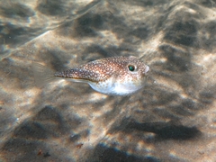 Torquigener flavimaculosus