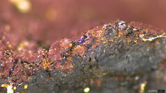 Hypoxylon fuscopurpureum