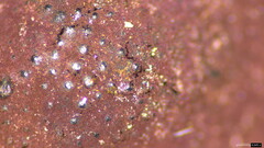 Hypoxylon fuscopurpureum