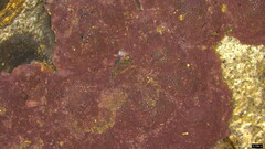 Hypoxylon fuscopurpureum