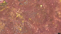 Hypoxylon fuscopurpureum