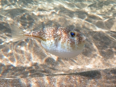 Torquigener flavimaculosus