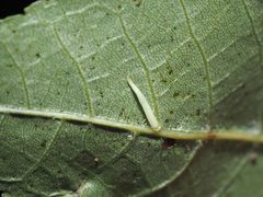 Caryomyia supina