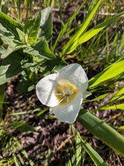 Calochortus apiculatus