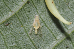 Monellia microsetosa
