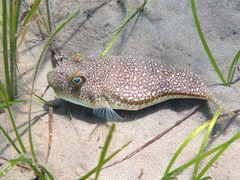 Torquigener flavimaculosus