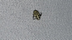 Chrysomela vigintipunctata