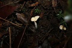 Hydnum crocidens