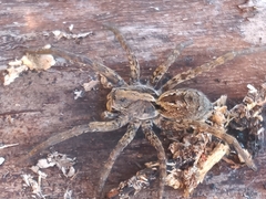 Schizocosa malitiosa