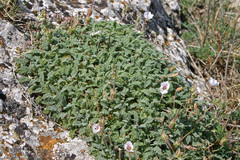 Erodium celtibericum