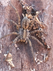 Schizocosa malitiosa