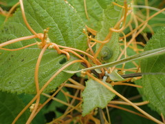 Cuscuta rostrata