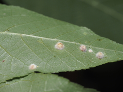 Caryomyia holotricha