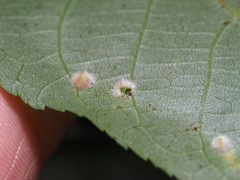 Caryomyia holotricha