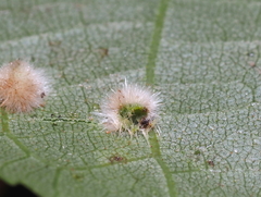 Caryomyia holotricha