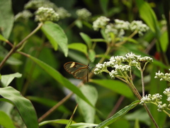 Pagyris cymothoe