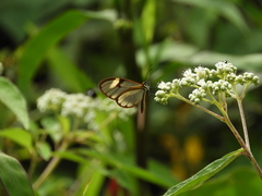 Pagyris cymothoe