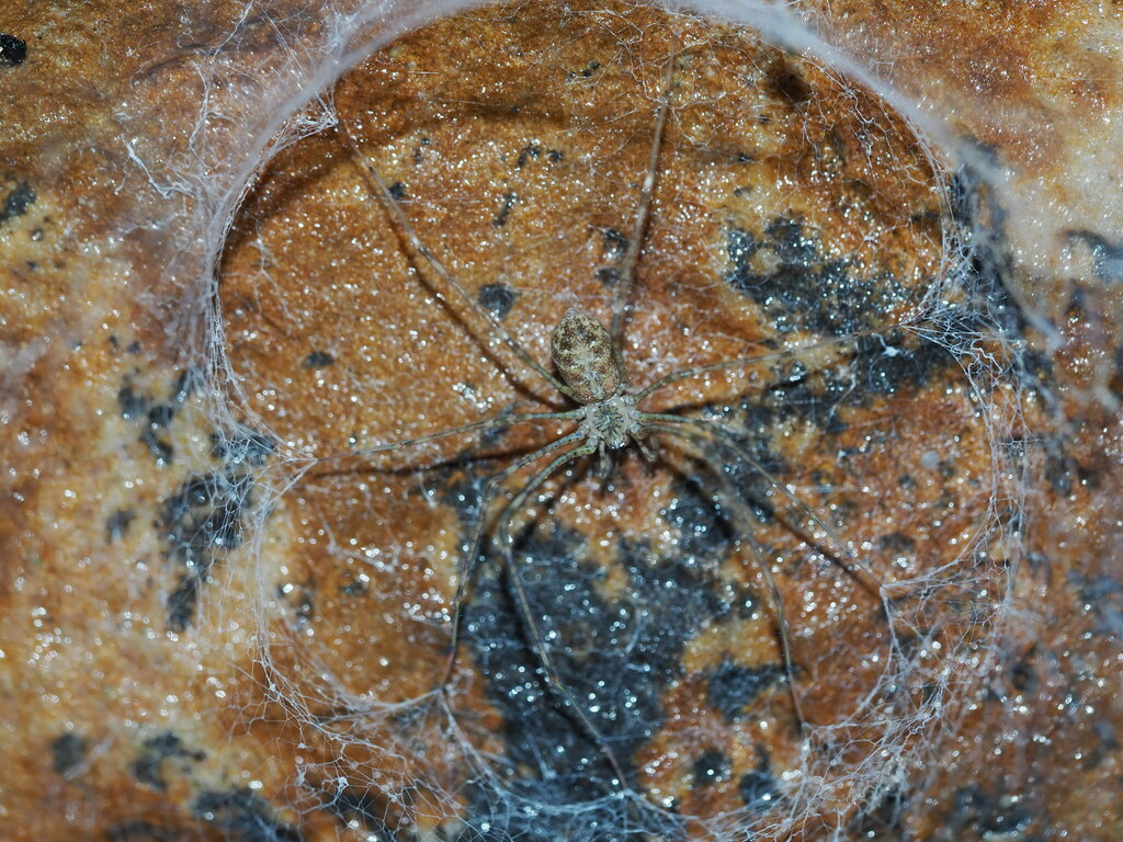 Hypochilus gertschi