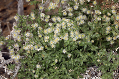 Galium multiflorum