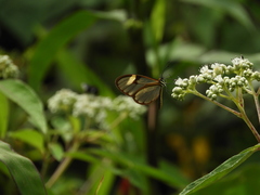 Pagyris cymothoe