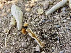 Dasymutilla coccineohirta