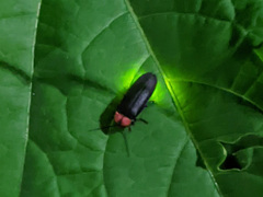 Nipponoluciola cruciata