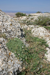 Erodium celtibericum