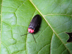 Nipponoluciola cruciata