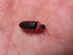 Nipponoluciola cruciata