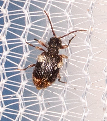 Ptinus bimaculatus