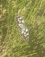 Melanargia galathea