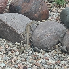 Aspidoscelis exsanguis