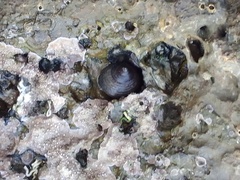Phorcus turbinatus