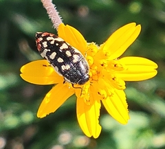 Acmaeodera paradisjuncta