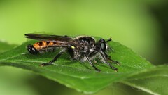 Laphria index