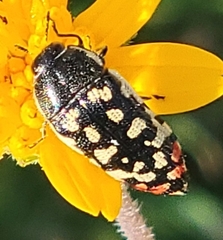 Acmaeodera paradisjuncta